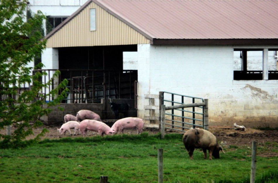 Patikslinta kvapų koncentracijos ore vertė