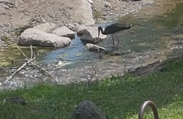 Jonavoje pastebėtas itin retas paukštis – juodasis gandras