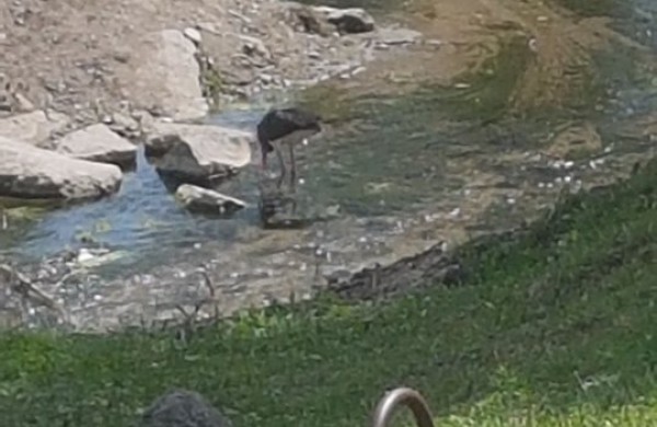 Jonavoje pastebėtas itin retas paukštis – juodasis gandras