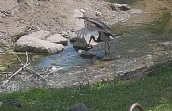 Jonavoje pastebėtas itin retas paukštis – juodasis gandras