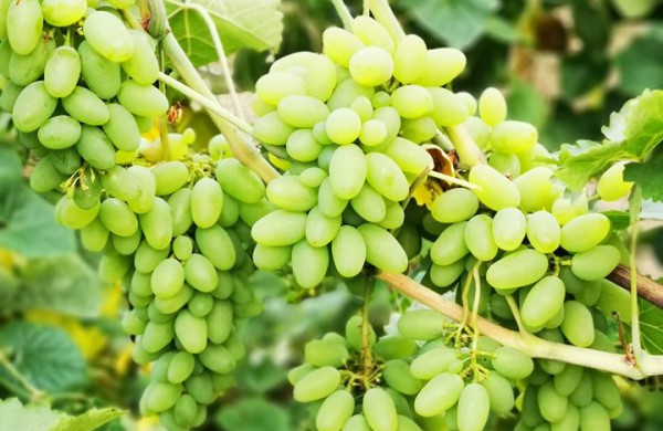 Kiekvieną dieną savo sodybą puoselėjantys vyndariai:,,norint sukurti kažką gražaus, turėti daug pinigų nėra būtina"