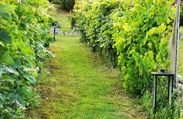 Kiekvieną dieną savo sodybą puoselėjantys vyndariai:,,norint sukurti kažką gražaus, turėti daug pinigų nėra būtina"