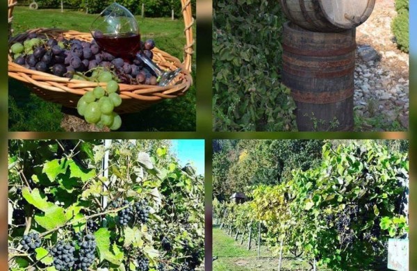 Kiekvieną dieną savo sodybą puoselėjantys vyndariai:,,norint sukurti kažką gražaus, turėti daug pinigų nėra būtina"