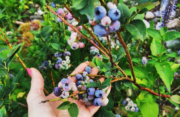 Kiekvieną dieną savo sodybą puoselėjantys vyndariai:,,norint sukurti kažką gražaus, turėti daug pinigų nėra būtina"