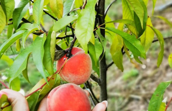 Kiekvieną dieną savo sodybą puoselėjantys vyndariai:,,norint sukurti kažką gražaus, turėti daug pinigų nėra būtina"