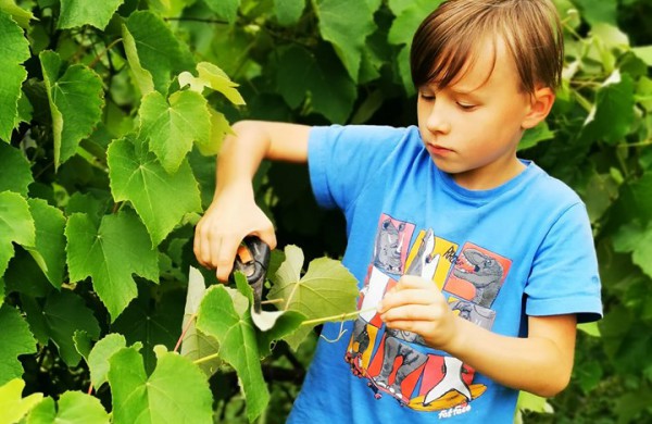 Kiekvieną dieną savo sodybą puoselėjantys vyndariai:,,norint sukurti kažką gražaus, turėti daug pinigų nėra būtina"