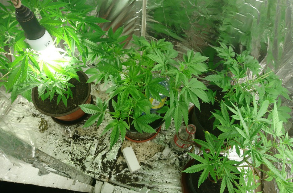 Kanapes vazonuose auginusiam jonaviškiui gresia baudžiamoji atsakomybė