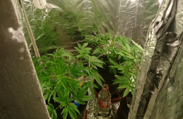 Kanapes vazonuose auginusiam jonaviškiui gresia baudžiamoji atsakomybė