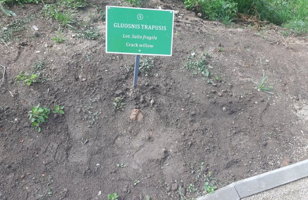 Ryškėja naujasis Taurostos parko veidas