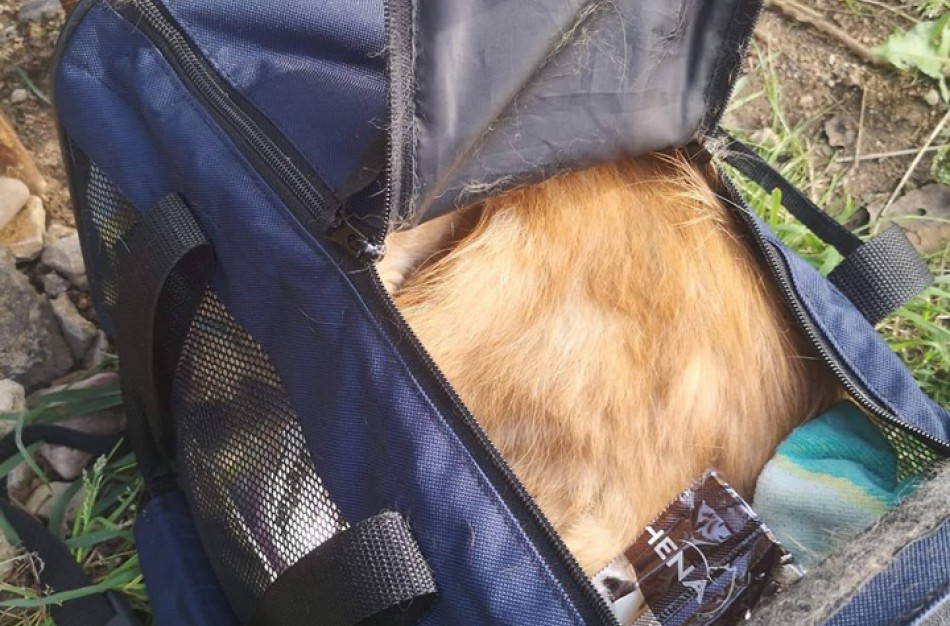 Prie VšĮ ,,Miesto katė“ savanorės namų – širdį draskanti ,,dovanėlė“