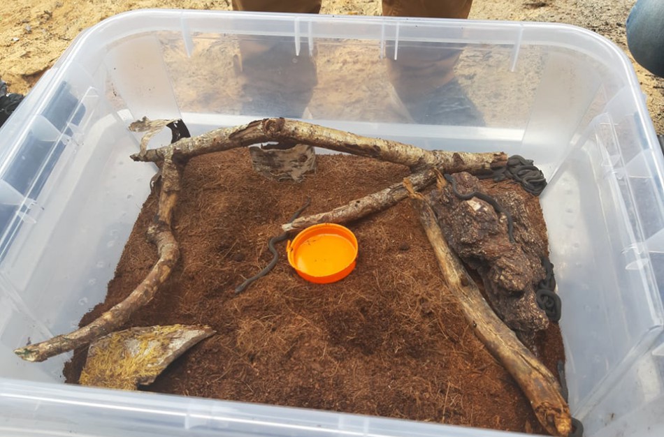 Į laisvę paleisti 22 lygiažvyniai žalčiai: ,,raudonos gyvatės“ susilaukė 19 jauniklių