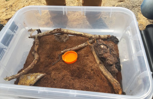 Į laisvę paleisti 22 lygiažvyniai žalčiai: ,,raudonos gyvatės“ susilaukė 19 jauniklių