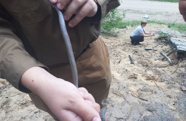 Į laisvę paleisti 22 lygiažvyniai žalčiai: ,,raudonos gyvatės“ susilaukė 19 jauniklių