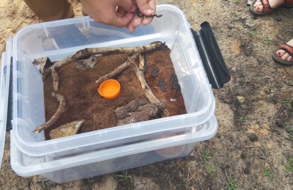 Į laisvę paleisti 22 lygiažvyniai žalčiai: ,,raudonos gyvatės“ susilaukė 19 jauniklių