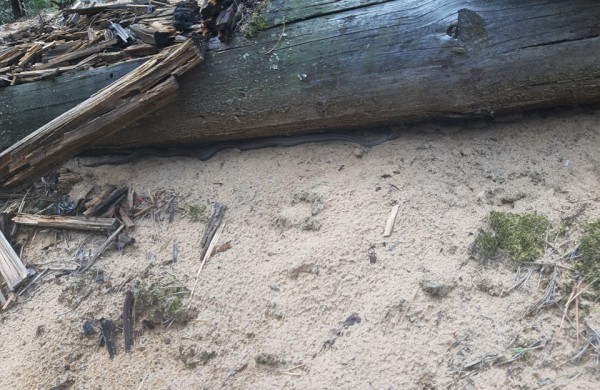 Į laisvę paleisti 22 lygiažvyniai žalčiai: ,,raudonos gyvatės“ susilaukė 19 jauniklių