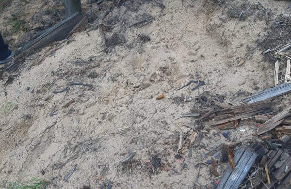 Į laisvę paleisti 22 lygiažvyniai žalčiai: ,,raudonos gyvatės“ susilaukė 19 jauniklių