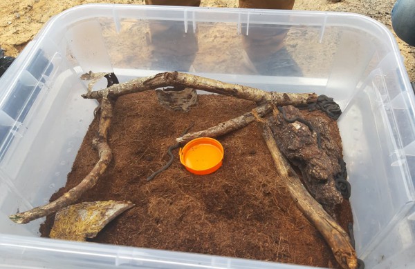 Į laisvę paleisti 22 lygiažvyniai žalčiai: ,,raudonos gyvatės“ susilaukė 19 jauniklių