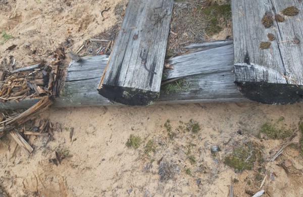 Į laisvę paleisti 22 lygiažvyniai žalčiai: ,,raudonos gyvatės“ susilaukė 19 jauniklių