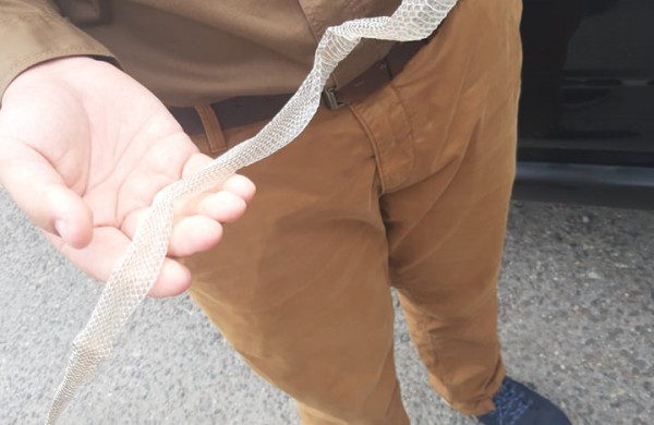 Į laisvę paleisti 22 lygiažvyniai žalčiai: ,,raudonos gyvatės“ susilaukė 19 jauniklių