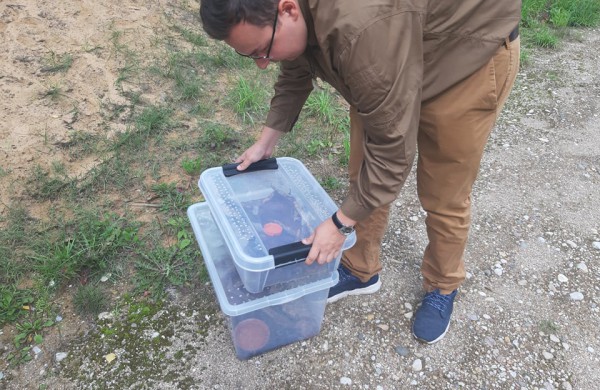 Į laisvę paleisti 22 lygiažvyniai žalčiai: ,,raudonos gyvatės“ susilaukė 19 jauniklių