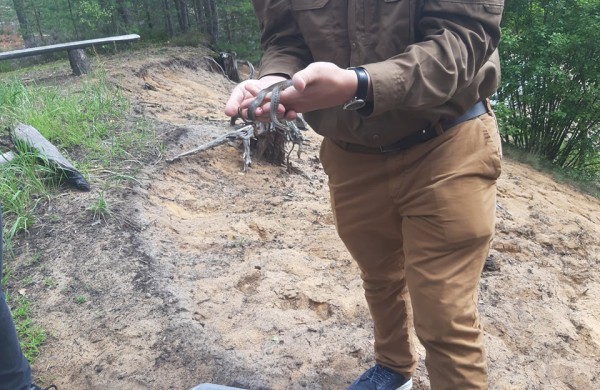 Į laisvę paleisti 22 lygiažvyniai žalčiai: ,,raudonos gyvatės“ susilaukė 19 jauniklių