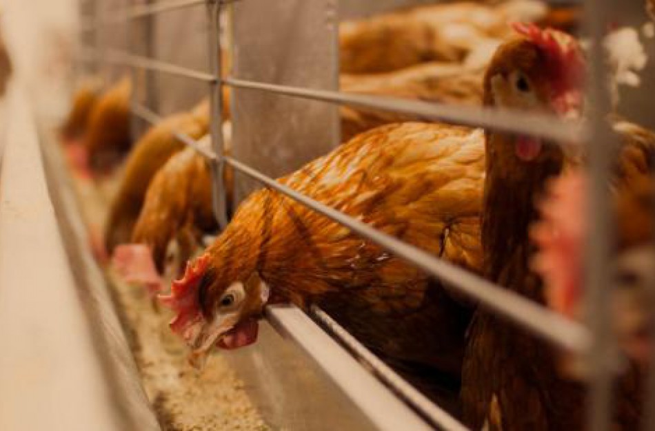 Padaugėjo per maistą plintančių zoonozių – salmoneliozės ir kampilobakteriozės