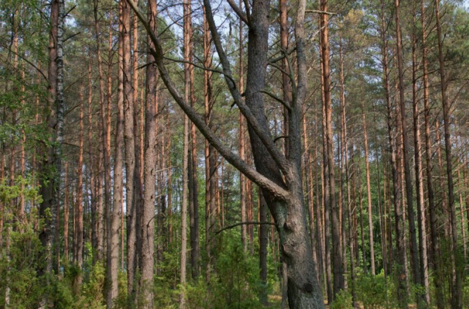 Privačių miškų savininkų apklausa apie jiems kylančias problemas