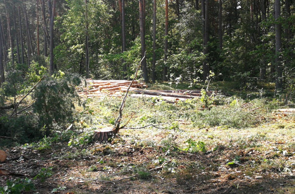 Sustabdytas valstybinio miško kirtimas Salupių kaime