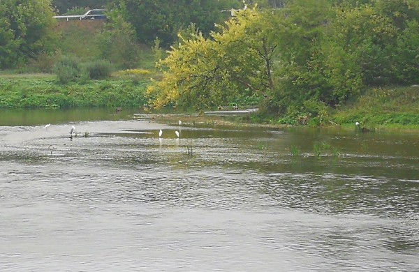 Moters skambutis: Upėje plaukia fekalijos ir „pampersai“