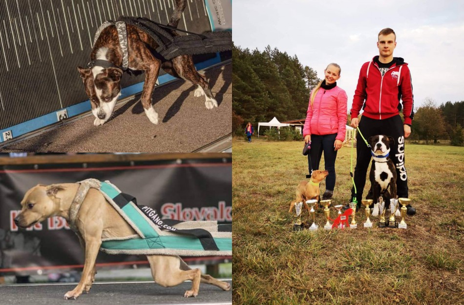 Apie šunų jėgos sportą - iš pirmų lūpų: kol vieni smagiai leidžia laiką, kiti toliau tiki mitais