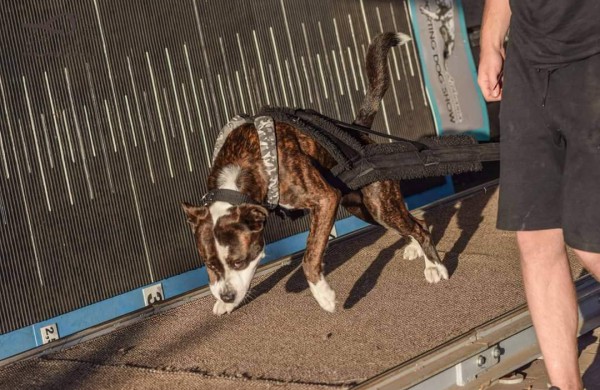 Apie šunų jėgos sportą - iš pirmų lūpų: kol vieni smagiai leidžia laiką, kiti toliau tiki mitais