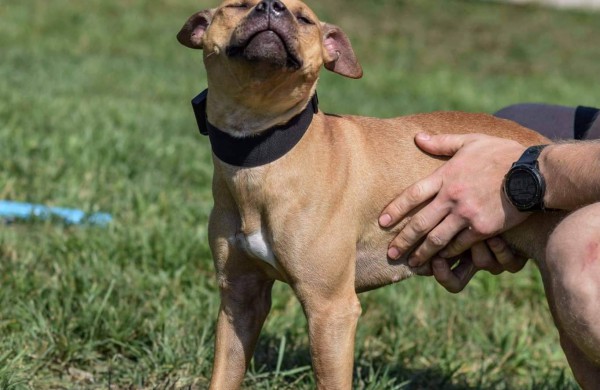 Apie šunų jėgos sportą - iš pirmų lūpų: kol vieni smagiai leidžia laiką, kiti toliau tiki mitais