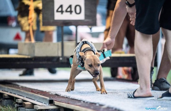 Apie šunų jėgos sportą - iš pirmų lūpų: kol vieni smagiai leidžia laiką, kiti toliau tiki mitais