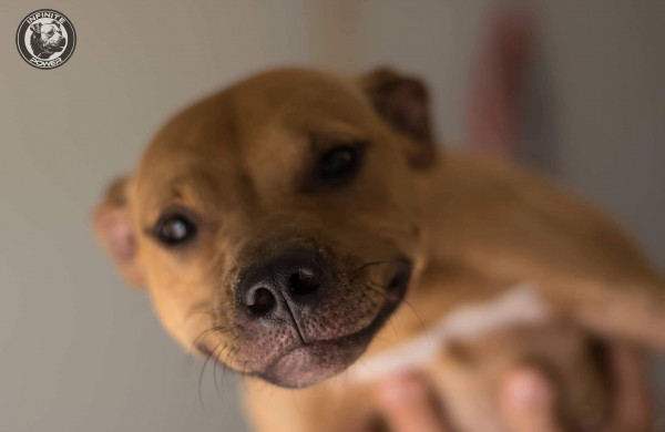 Apie šunų jėgos sportą - iš pirmų lūpų: kol vieni smagiai leidžia laiką, kiti toliau tiki mitais