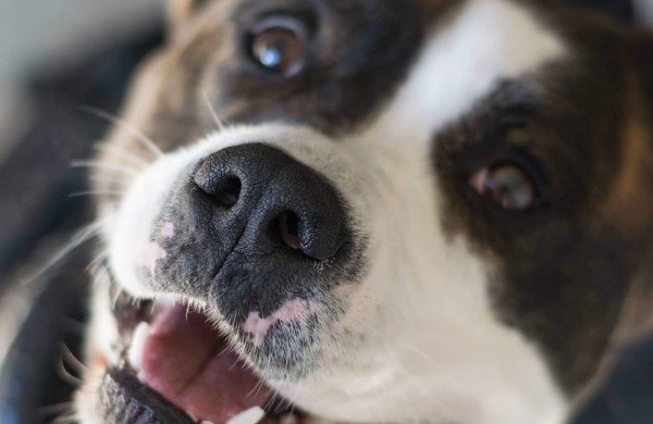 Apie šunų jėgos sportą - iš pirmų lūpų: kol vieni smagiai leidžia laiką, kiti toliau tiki mitais