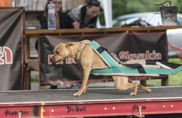 Apie šunų jėgos sportą - iš pirmų lūpų: kol vieni smagiai leidžia laiką, kiti toliau tiki mitais