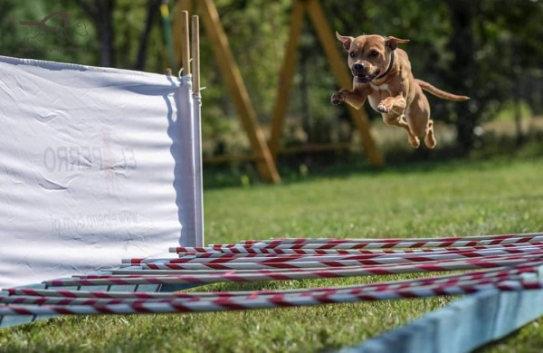 Apie šunų jėgos sportą - iš pirmų lūpų: kol vieni smagiai leidžia laiką, kiti toliau tiki mitais
