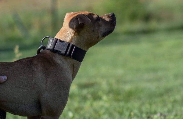 Apie šunų jėgos sportą - iš pirmų lūpų: kol vieni smagiai leidžia laiką, kiti toliau tiki mitais