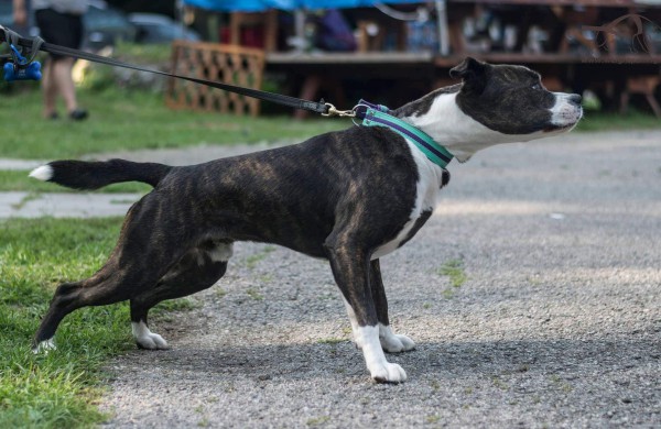 Apie šunų jėgos sportą - iš pirmų lūpų: kol vieni smagiai leidžia laiką, kiti toliau tiki mitais