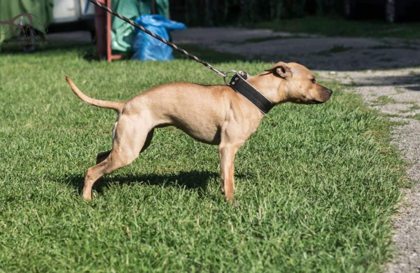 Apie šunų jėgos sportą - iš pirmų lūpų: kol vieni smagiai leidžia laiką, kiti toliau tiki mitais