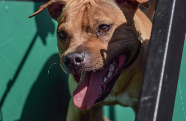 Apie šunų jėgos sportą - iš pirmų lūpų: kol vieni smagiai leidžia laiką, kiti toliau tiki mitais