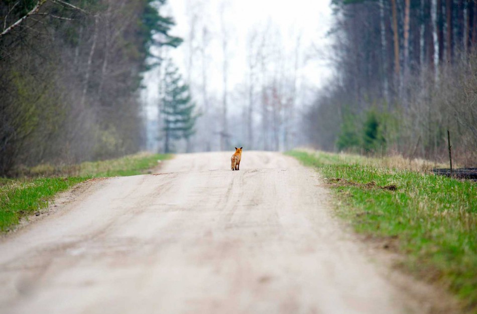 Jonavos mieste apsigyveno lapė, apatinėje miesto dalyje laksto kiaunės
