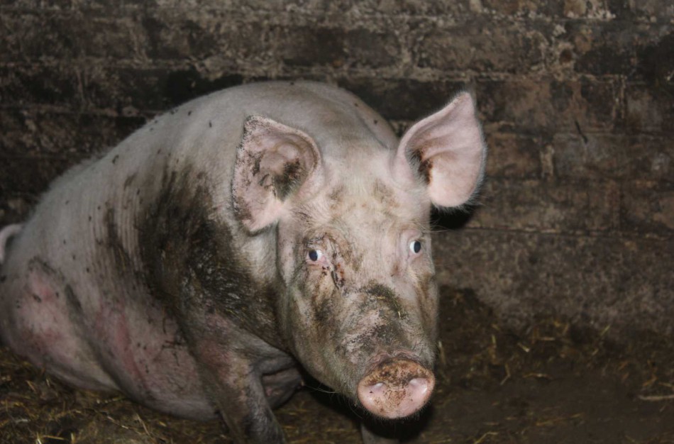 Atšaukiama ekstremalioji situacija dėl kiaulių maro