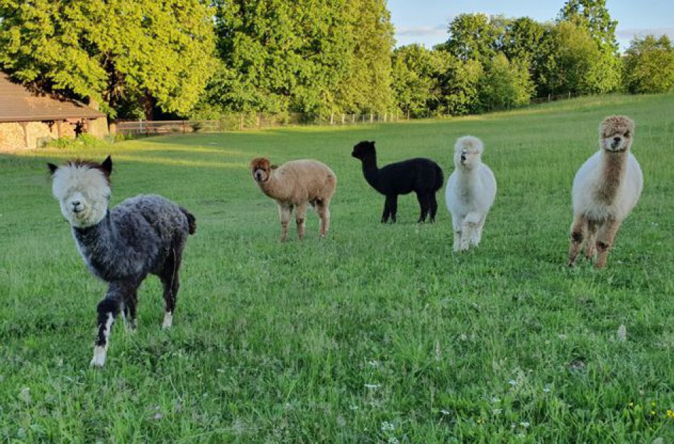 Egzotiškąsias alpakas auginantis jonavietis: alpakos – tvarkingi, mieli bei skirtingus charakterius turintys gyvūnai