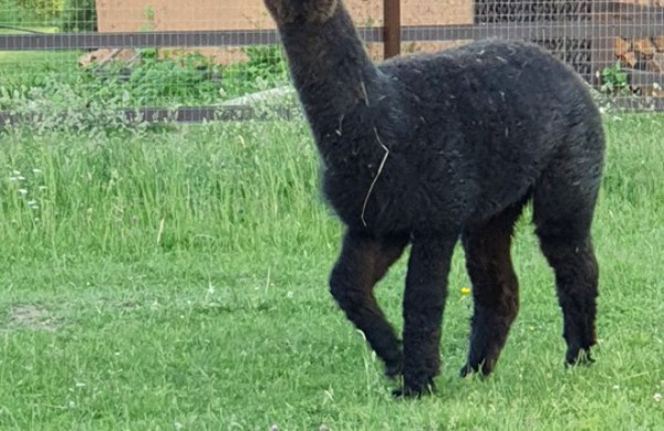 Egzotiškąsias alpakas auginantis jonavietis: alpakos – tvarkingi, mieli bei skirtingus charakterius turintys gyvūnai