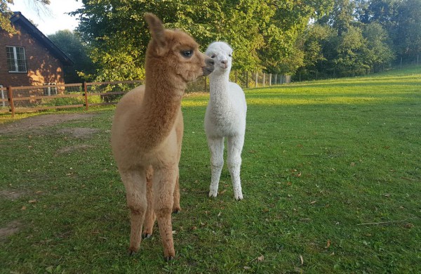 Egzotiškąsias alpakas auginantis jonavietis: alpakos – tvarkingi, mieli bei skirtingus charakterius turintys gyvūnai