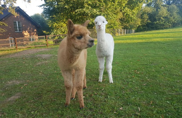 Egzotiškąsias alpakas auginantis jonavietis: alpakos – tvarkingi, mieli bei skirtingus charakterius turintys gyvūnai