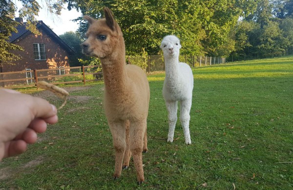 Egzotiškąsias alpakas auginantis jonavietis: alpakos – tvarkingi, mieli bei skirtingus charakterius turintys gyvūnai