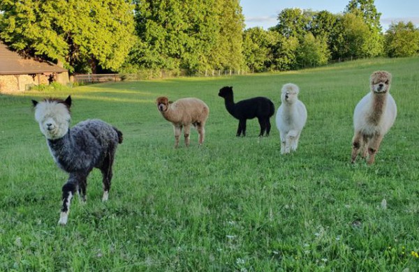 Egzotiškąsias alpakas auginantis jonavietis: alpakos – tvarkingi, mieli bei skirtingus charakterius turintys gyvūnai