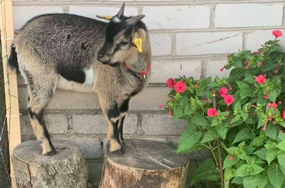Ragožiuose naujus namus atrado egzotiškas Kamerūno ožiukas vardu Dzingulis